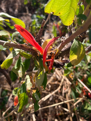 Anisotes rogersii (Anisotes rogersii)