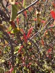 Anisotes rogersii (Anisotes rogersii)