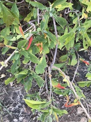 Anisotes rogersii (Anisotes rogersii)