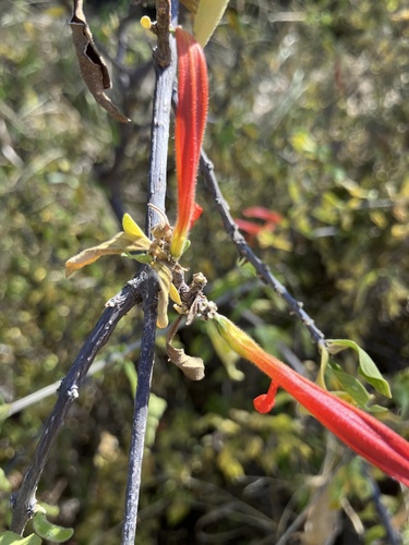 Anisotes rogersii (Anisotes rogersii)