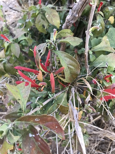 Anisotes rogersii (Anisotes rogersii)