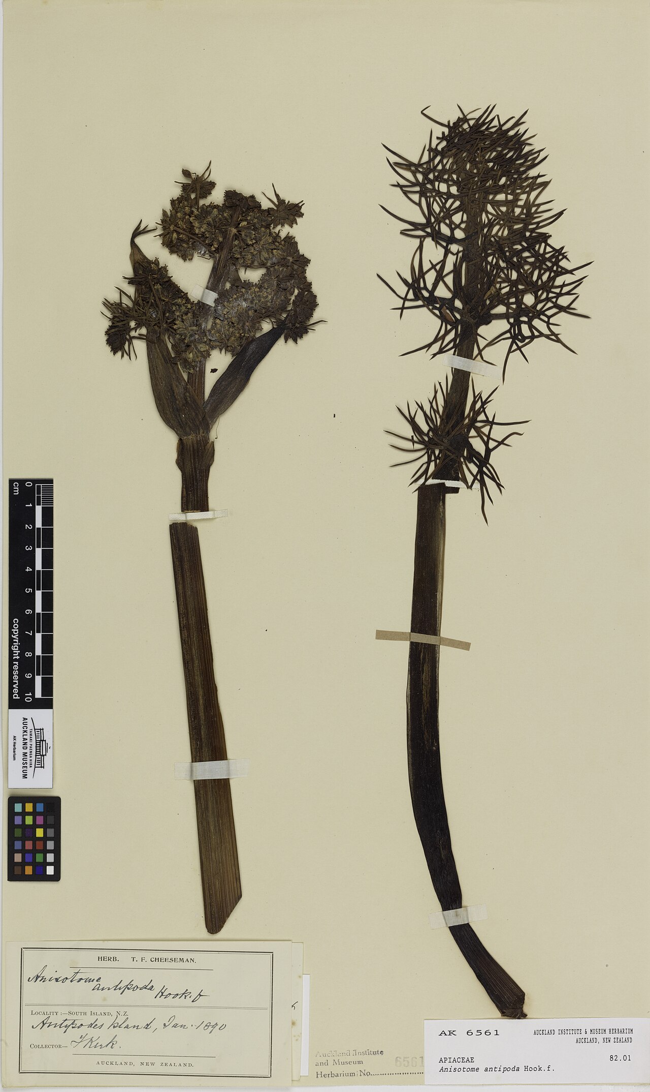 Anisotome antipoda (Anisotome antipoda)