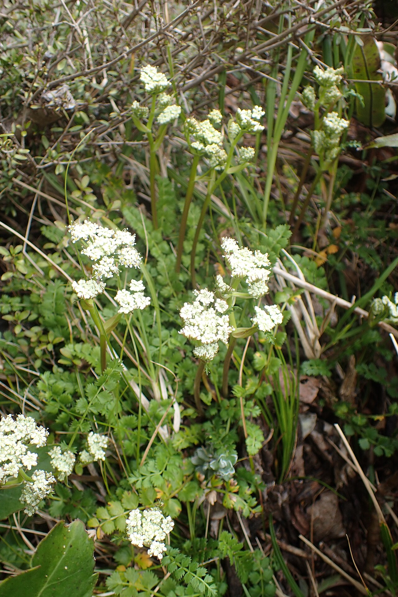 Anisotome aromatica: Anisotome aromatica near Manganui Ski Field in Taranaki Edmont National Park