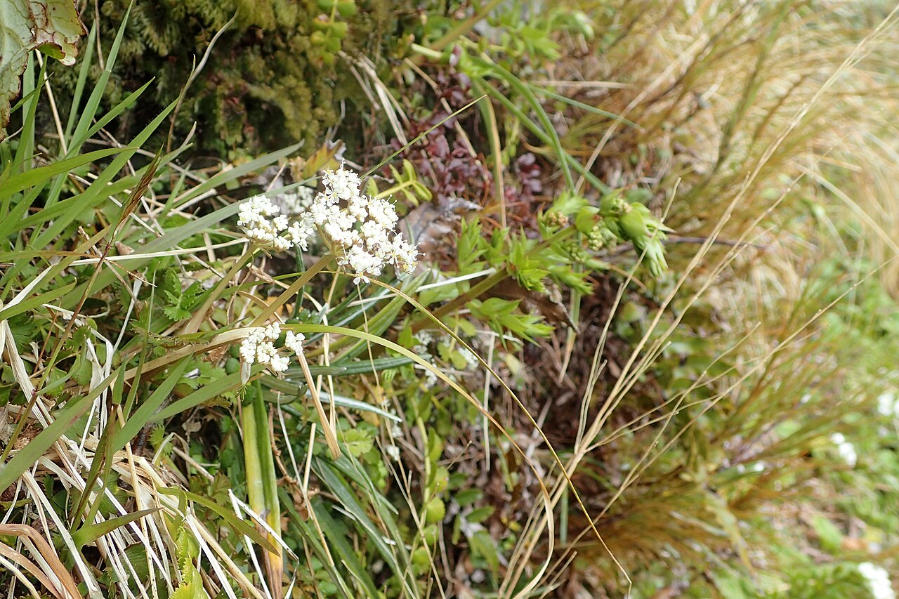 Anisotome aromatica: Anisotome aromatica near Manganui Ski Field in Taranaki Edmont National Park