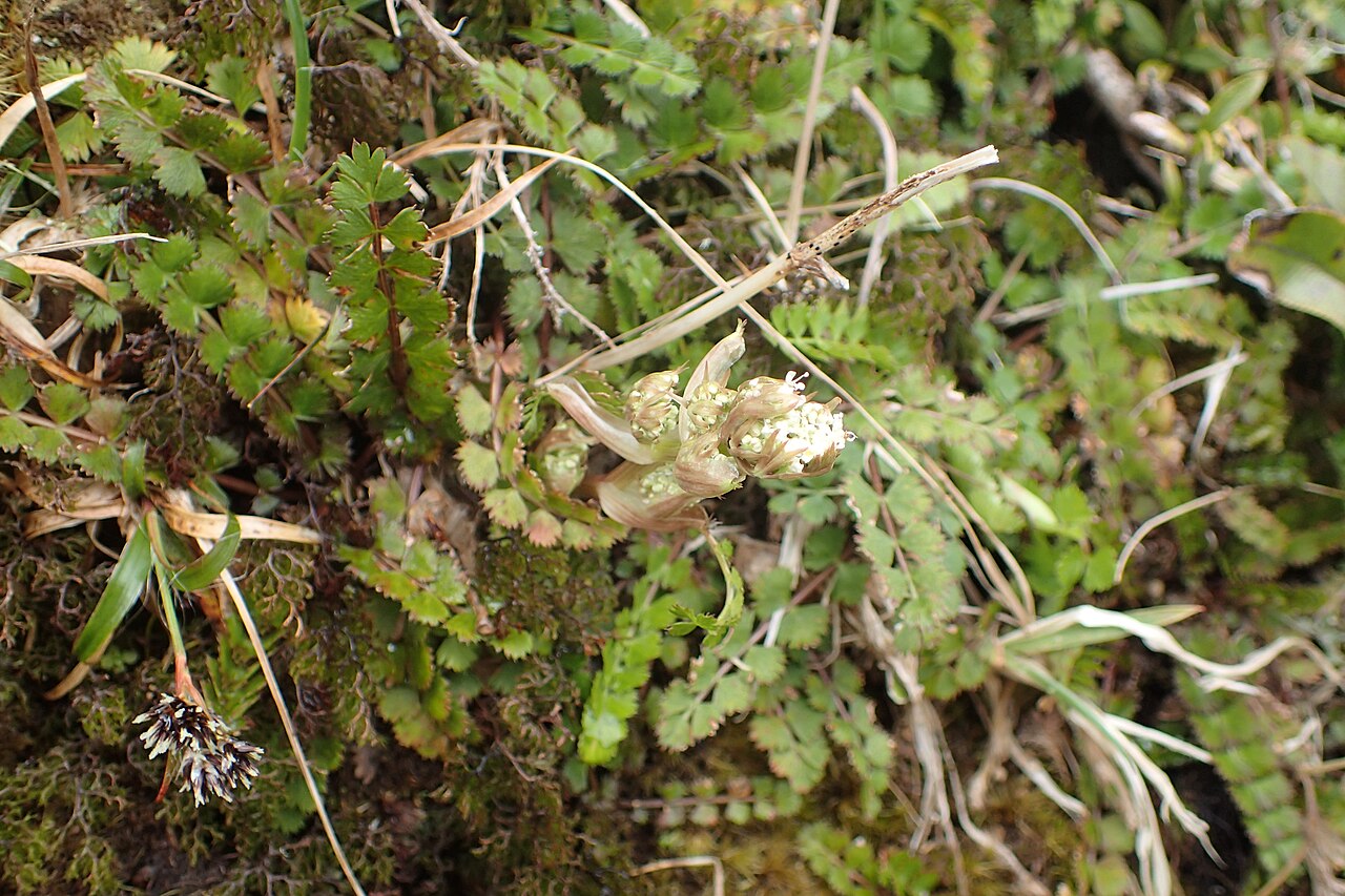 Anisotome aromatica: Anisotome aromatica near Manganui Ski Field in Taranaki Edmont National Park