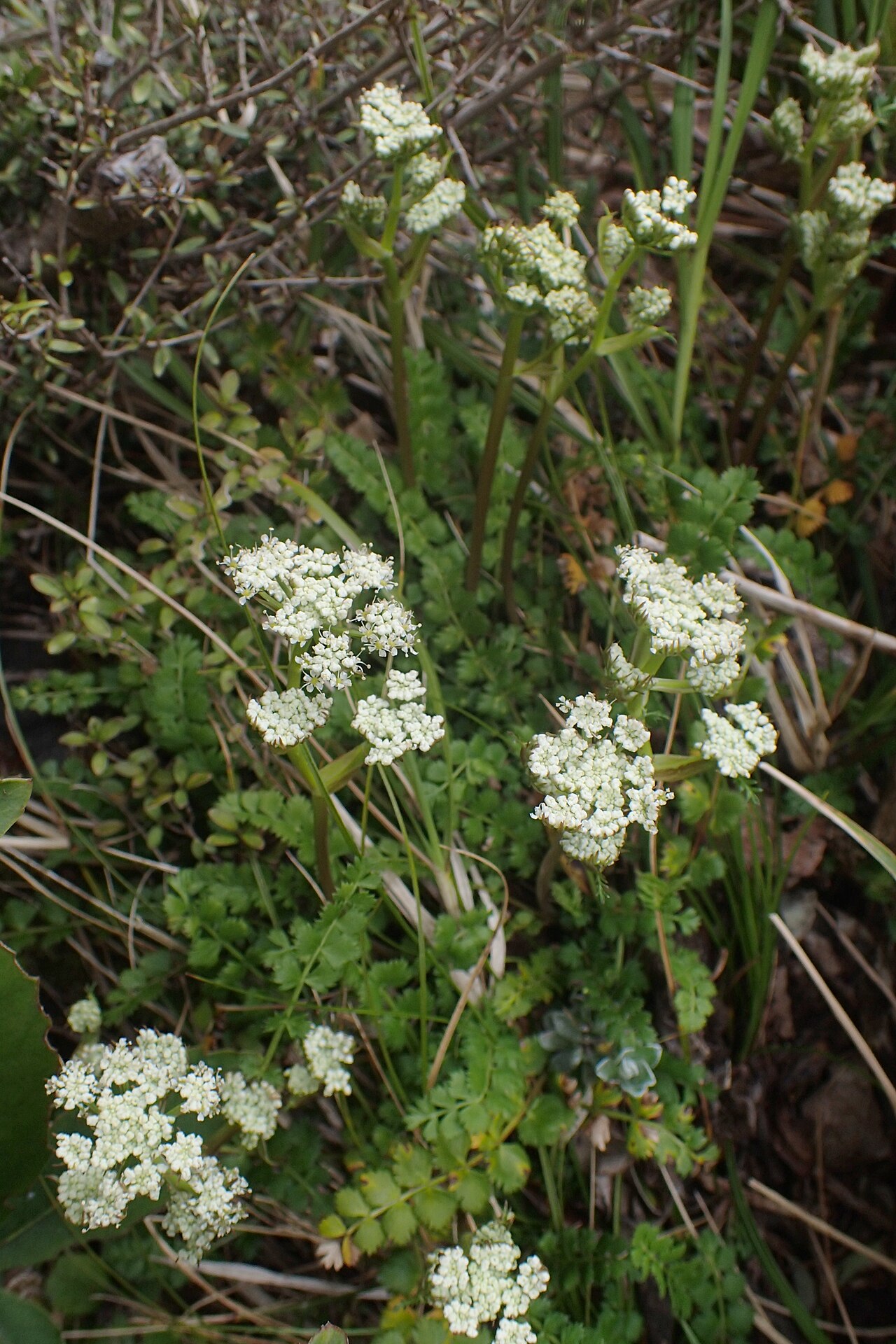 Anisotome aromatica: Anisotome aromatica near Manganui Ski Field in Taranaki Edmont National Park