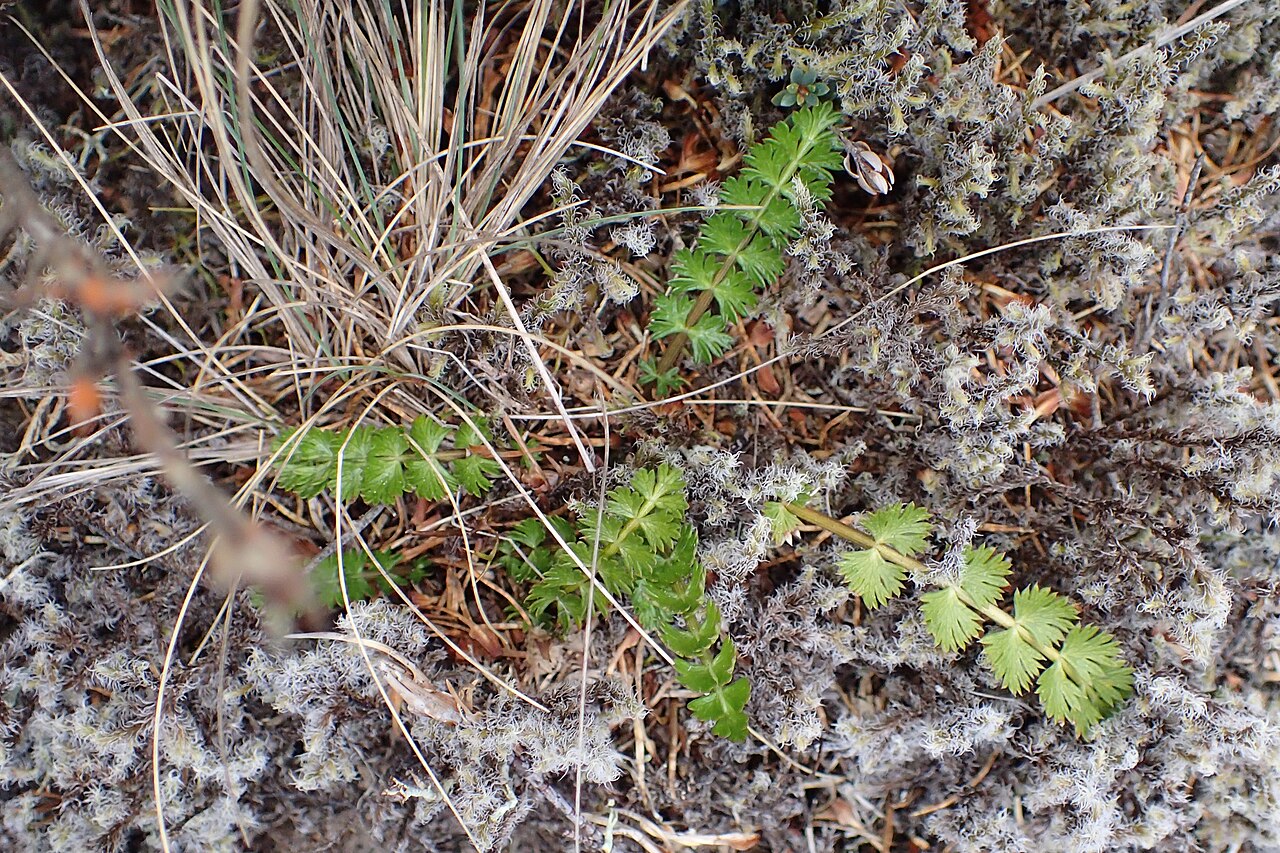 Anisotome aromatica: Anisotome aromatica near Tukino Rd on Rangipo Desert, Waikato