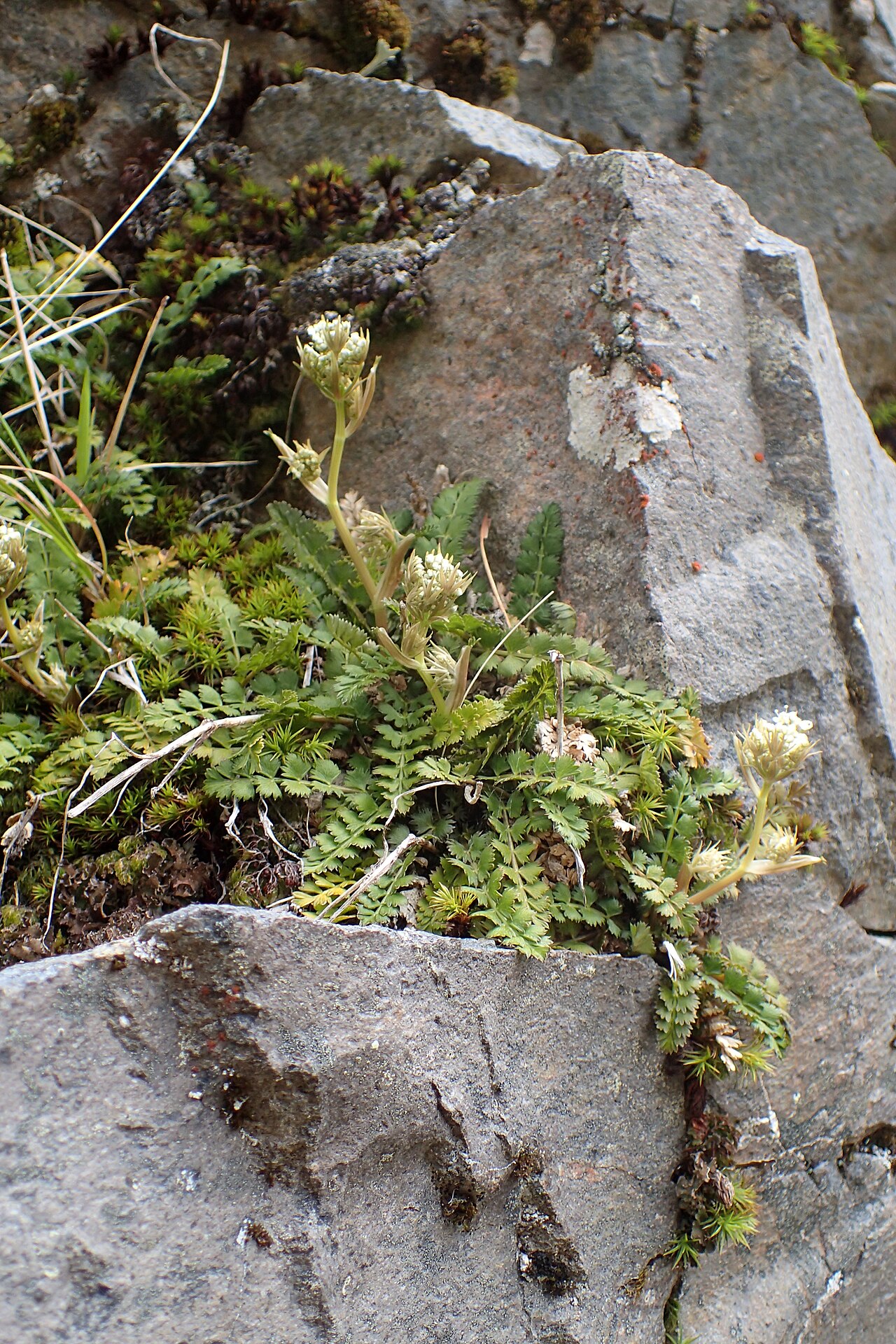 Anisotome aromatica: Anisotome aromatica near Manganui Ski Field in Taranaki Edmont National Park