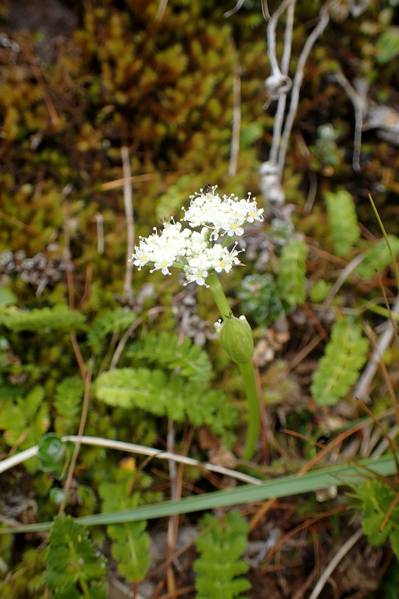 Anisotome aromatica: Anisotome aromatica near Manganui Ski Field in Taranaki Edmont National Park
