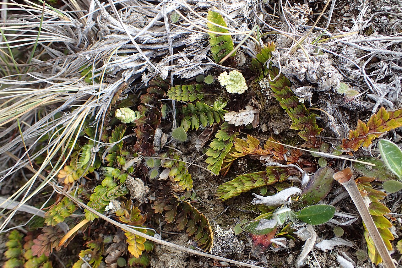Anisotome aromatica: Anisotome aromatica near Cardrona, Otago