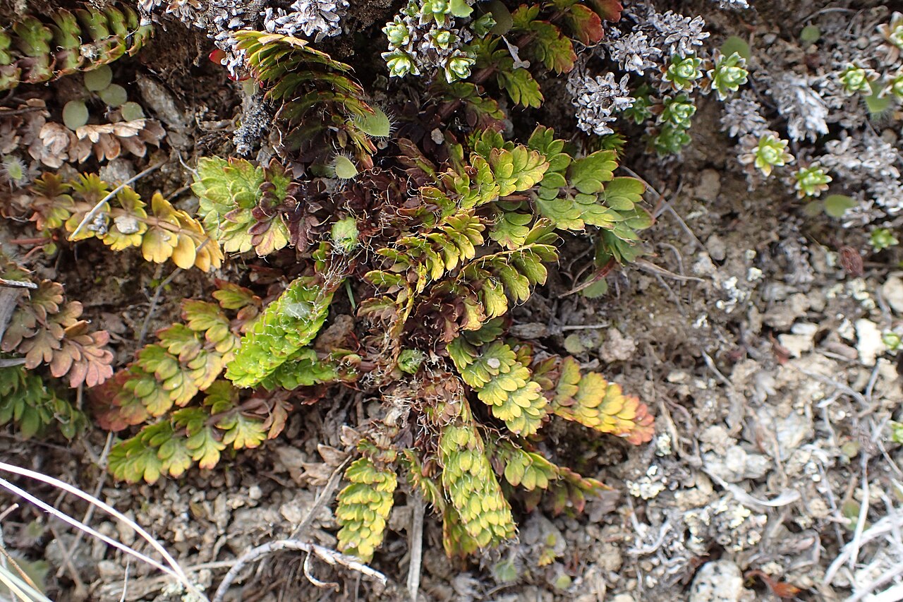 Anisotome aromatica: Anisotome aromatica near Cardrona, Otago