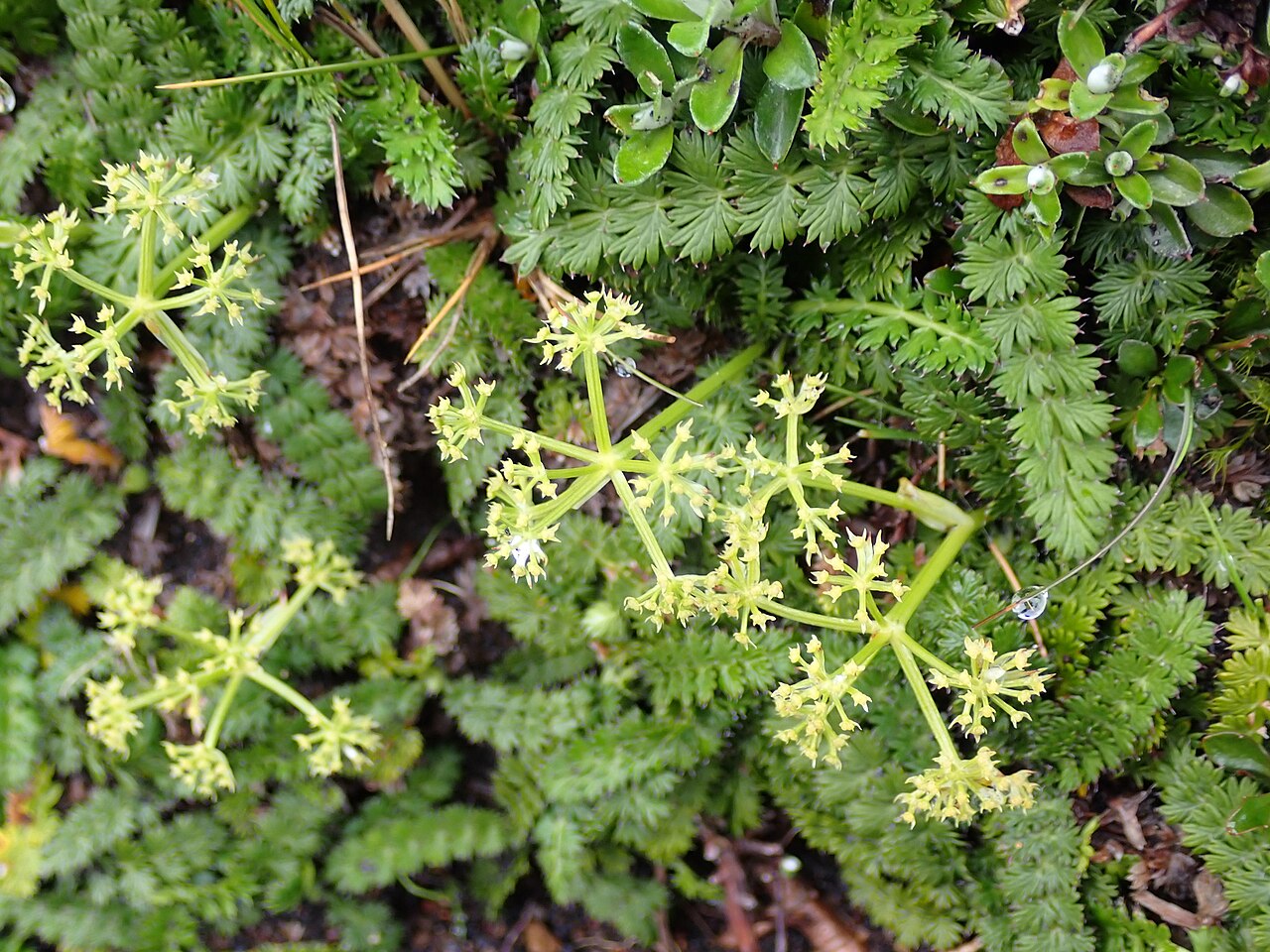 Anisotome aromatica: Kopoti ( Anisotome aromatica ) in New Zealand