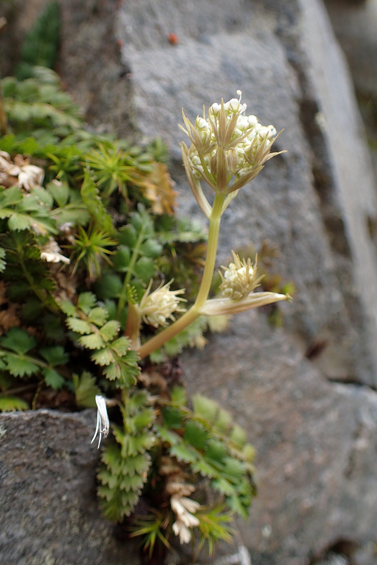 Anisotome aromatica: Anisotome aromatica near Manganui Ski Field in Taranaki Edmont National Park