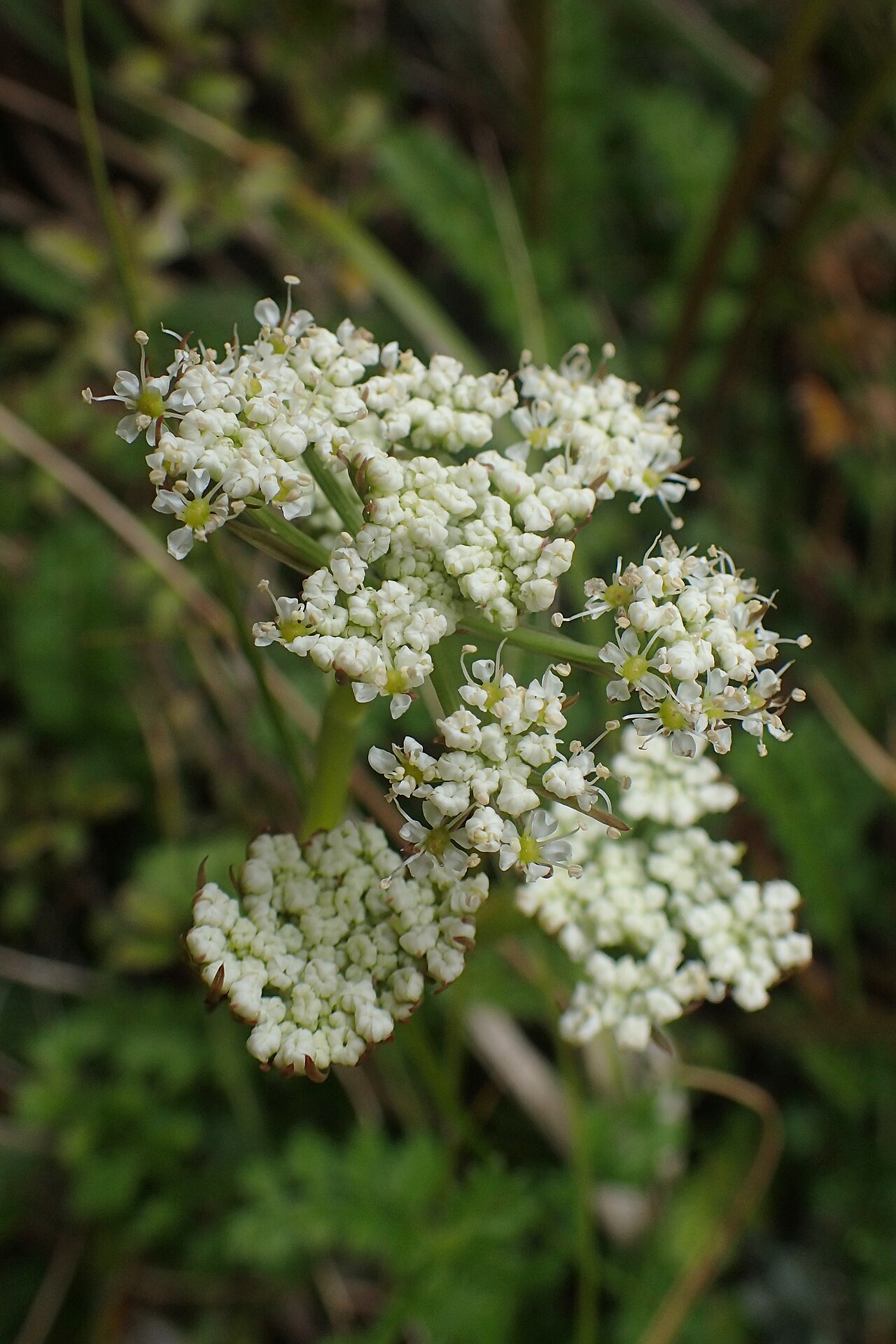 Anisotome aromatica: Anisotome aromatica near Manganui Ski Field in Taranaki Edmont National Park