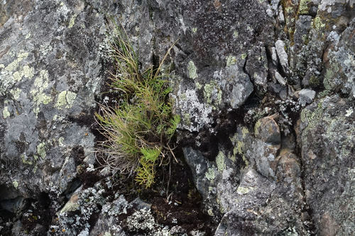 Anisotome brevistylis (Anisotome brevistylis)