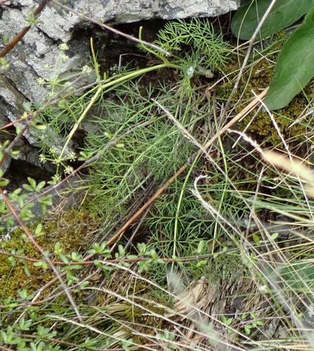 Anisotome brevistylis (Anisotome brevistylis)