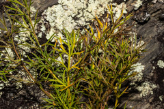 Anisotome brevistylis (Anisotome brevistylis)