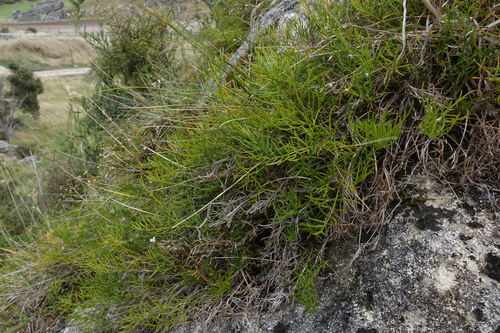 Anisotome brevistylis (Anisotome brevistylis)