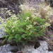 Anisotome brevistylis (Anisotome brevistylis)