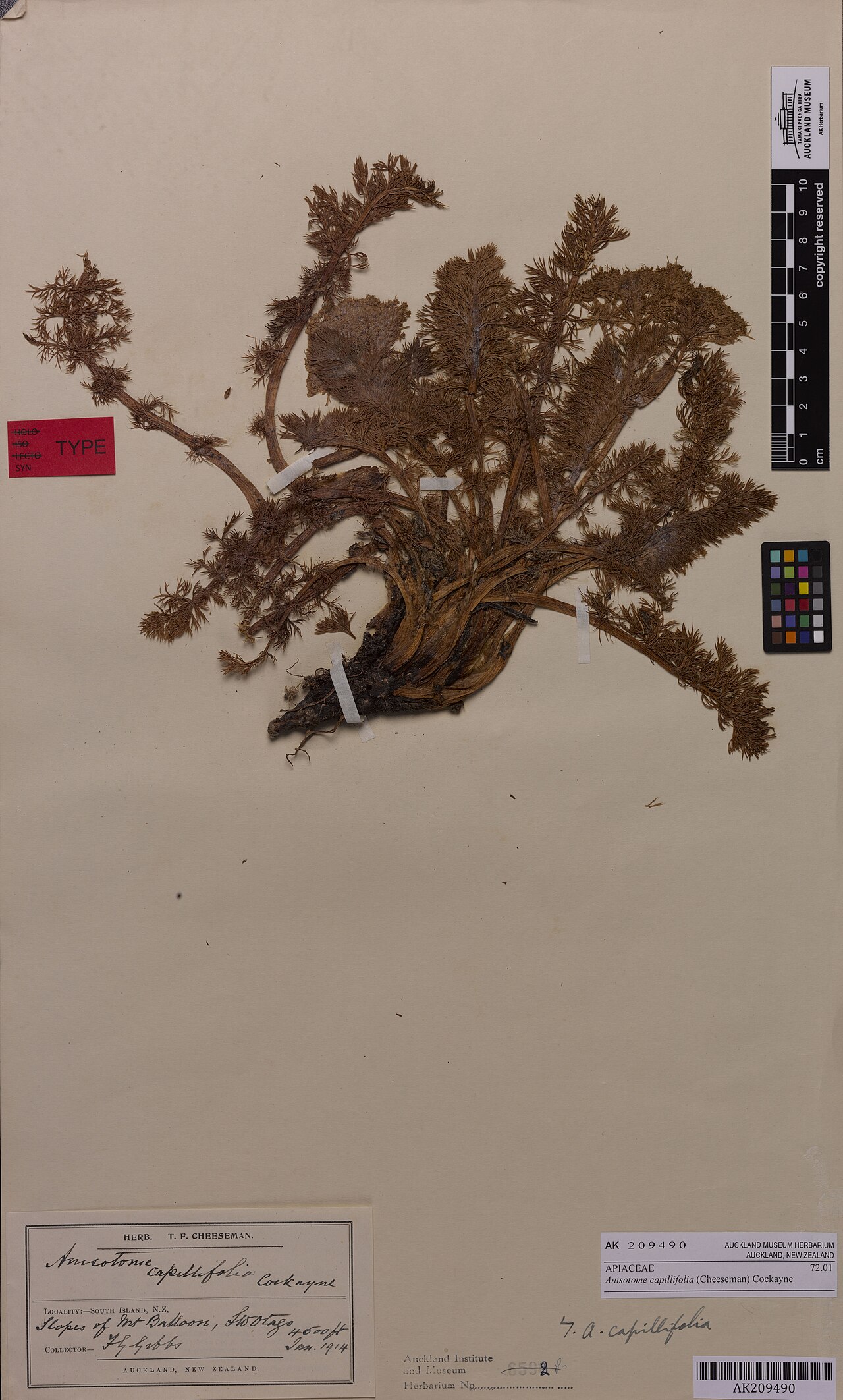 Anisotome capillifolia (Anisotome capillifolia)