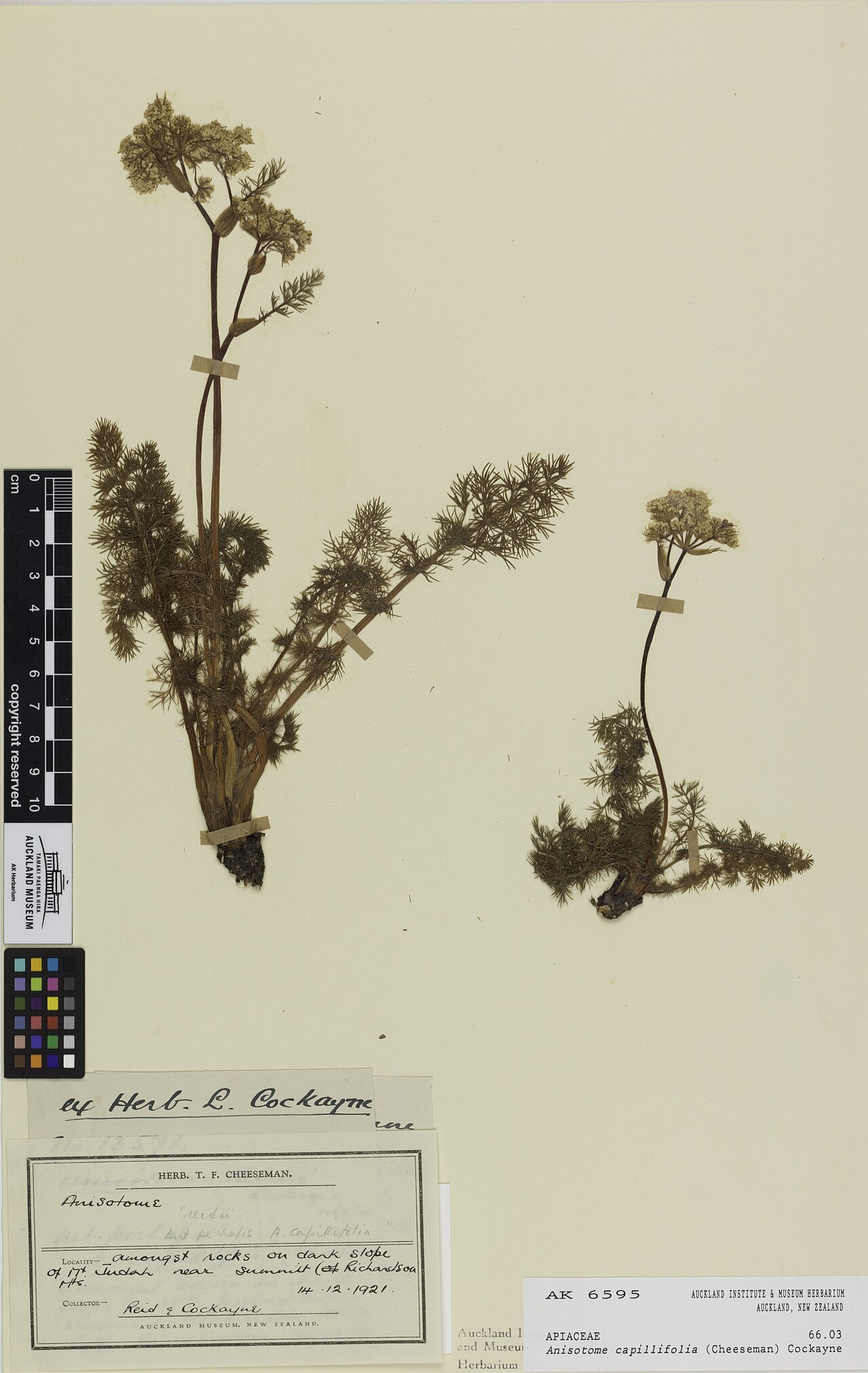 Anisotome capillifolia (Anisotome capillifolia)