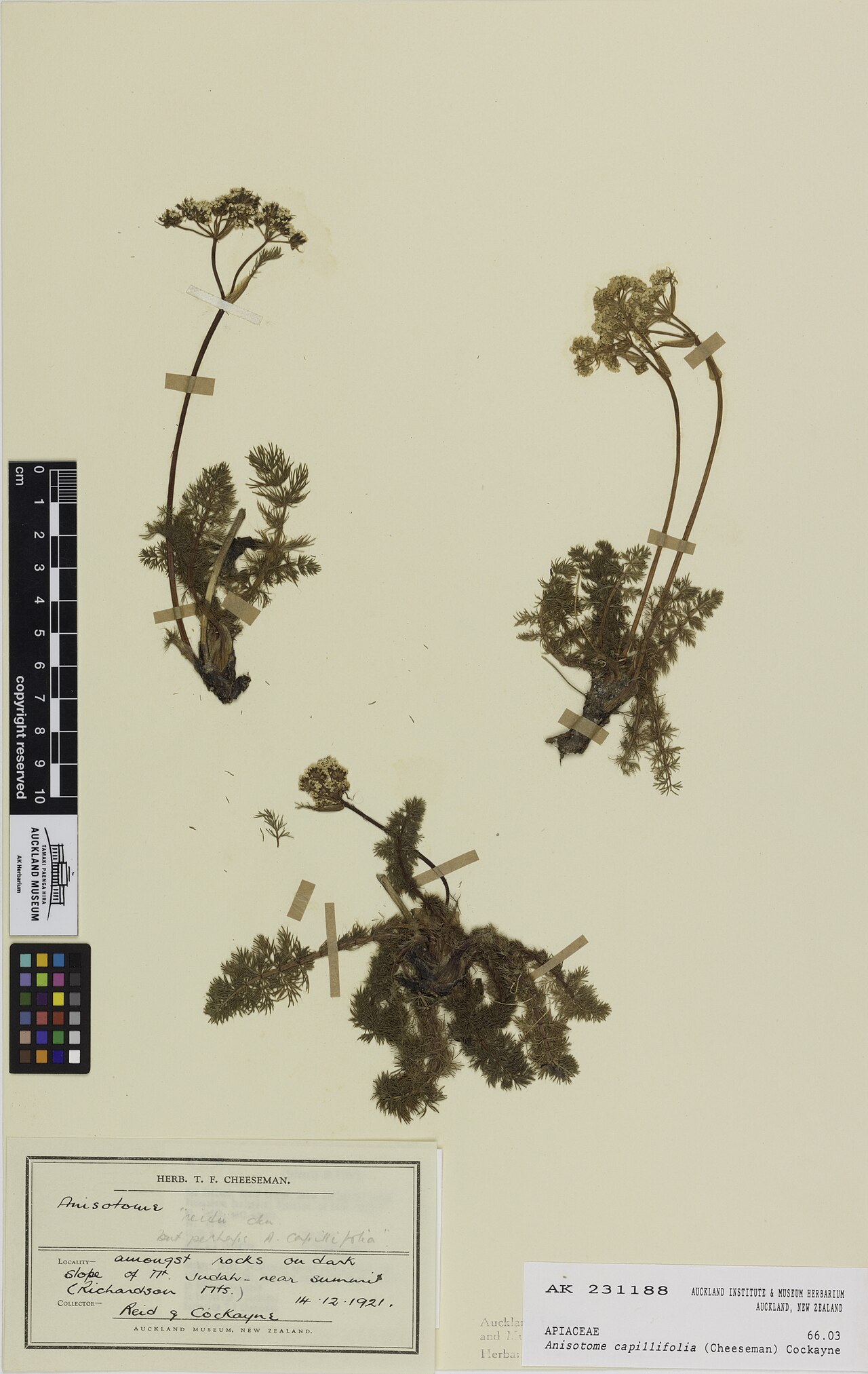 Anisotome capillifolia (Anisotome capillifolia)
