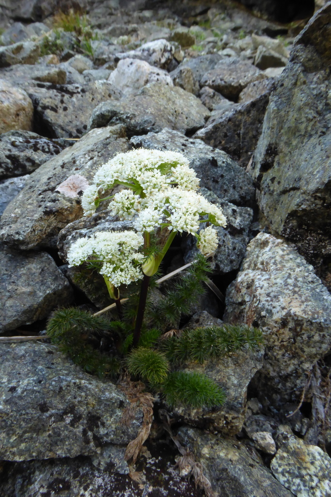 Anisotome capillifolia (Anisotome capillifolia)