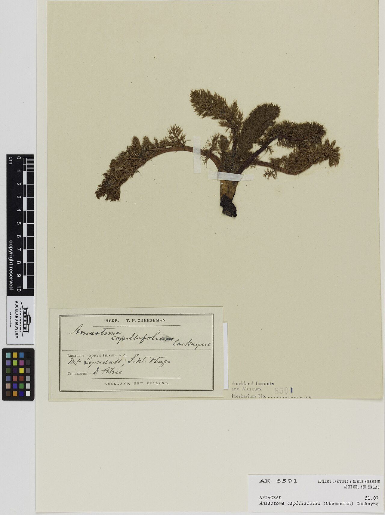 Anisotome capillifolia (Anisotome capillifolia)