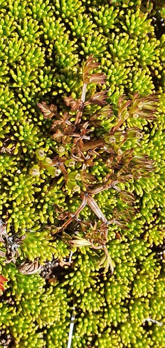 Anisotome deltoidea (Anisotome deltoidea)