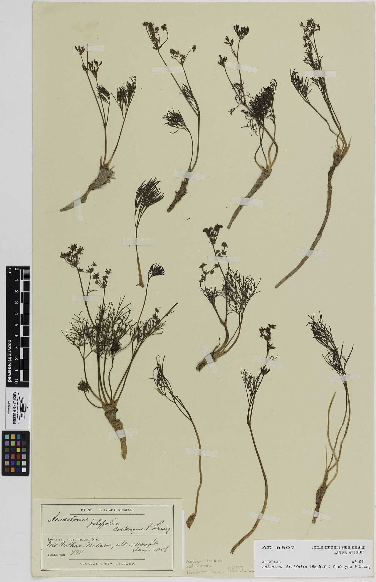 Anisotome filifolia (Anisotome filifolia)
