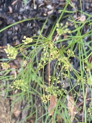 Anisotome filifolia (Anisotome filifolia)