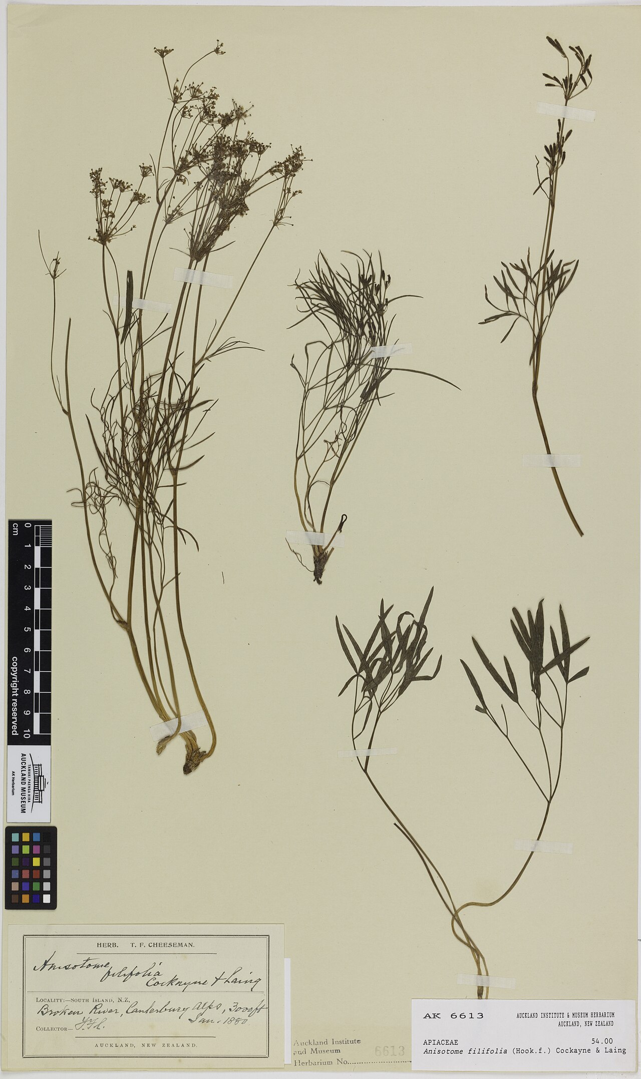 Anisotome filifolia (Anisotome filifolia)