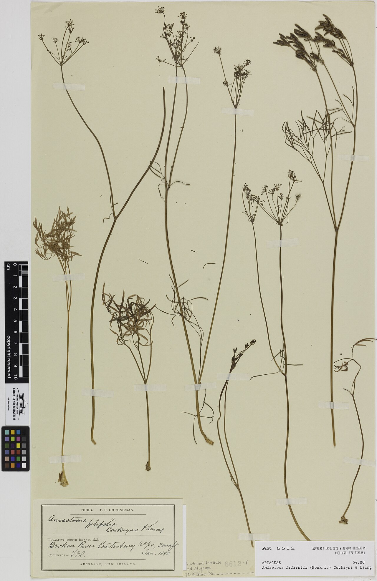 Anisotome filifolia (Anisotome filifolia)