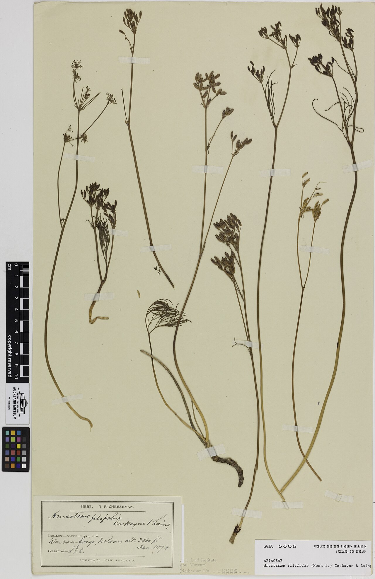 Anisotome filifolia (Anisotome filifolia)
