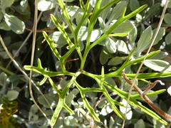 Anisotome filifolia (Anisotome filifolia)