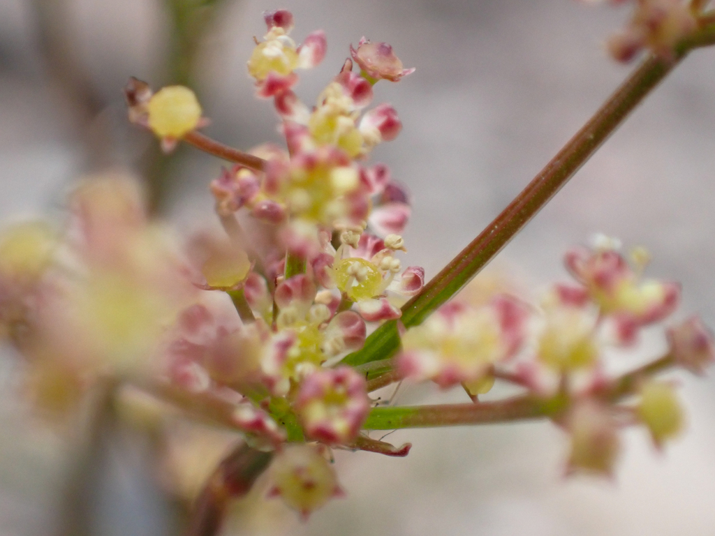 Anisotome filifolia (Anisotome filifolia)