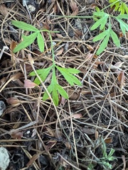 Anisotome filifolia (Anisotome filifolia)