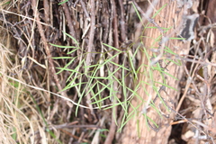 Anisotome filifolia (Anisotome filifolia)