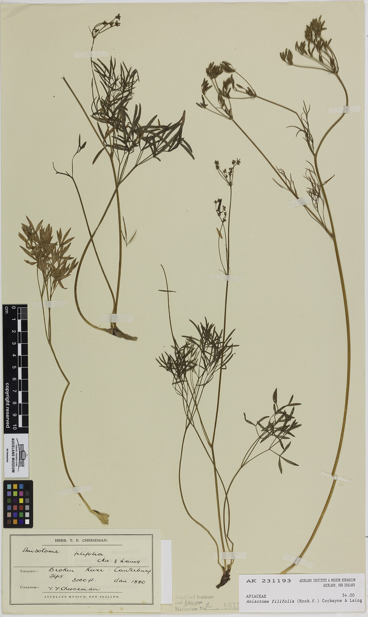 Anisotome filifolia (Anisotome filifolia)