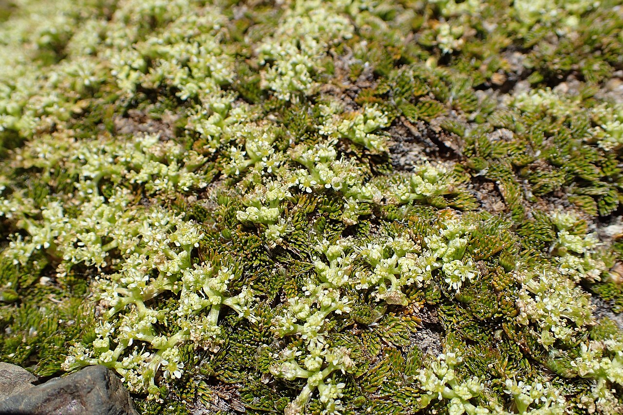 Anisotome imbricata: Anisotome imbricata var. prostrata at Lewis Top near Lewis Pass, Canterbury