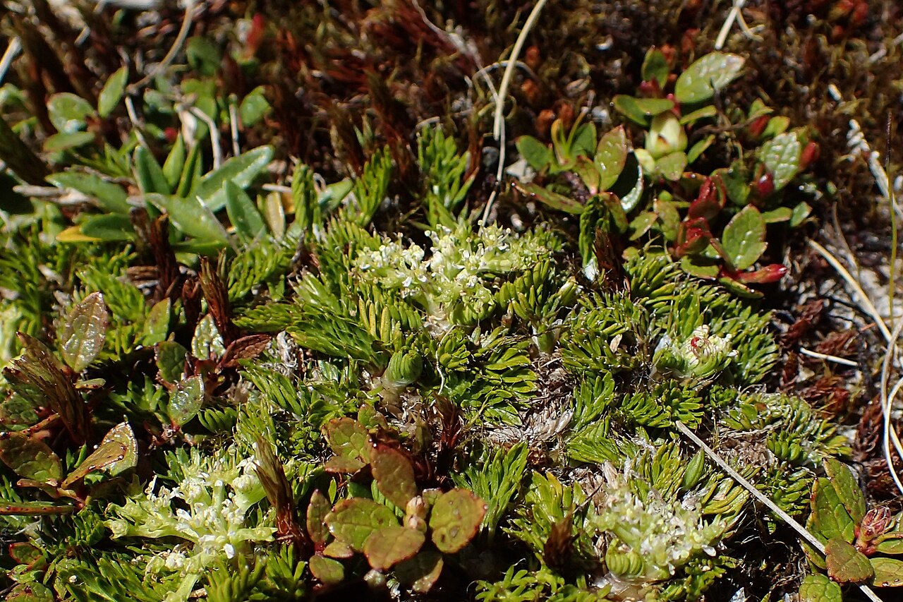 Anisotome imbricata: Anisotome imbricata var. prostrata at Lewis Top near Lewis Pass, Canterbury