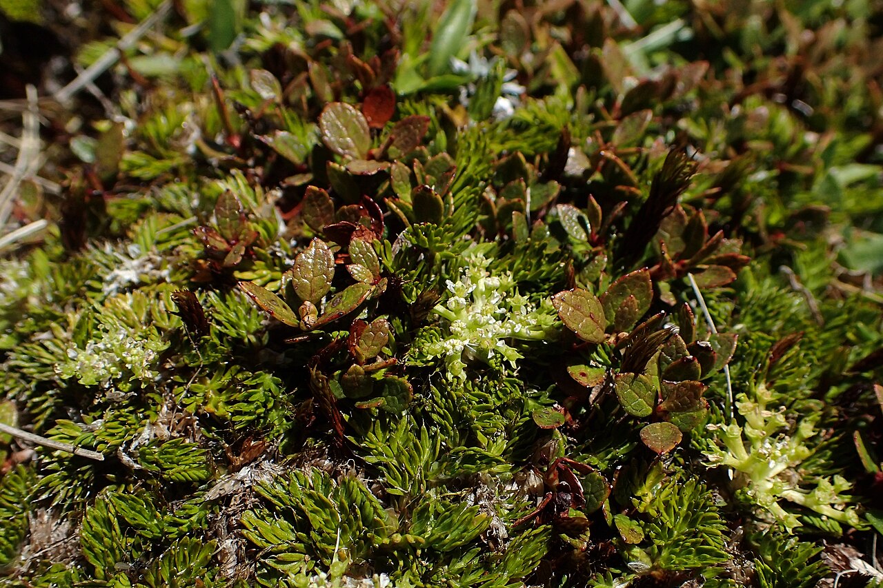 Anisotome imbricata: Anisotome imbricata var. prostrata at Lewis Top near Lewis Pass, Canterbury
