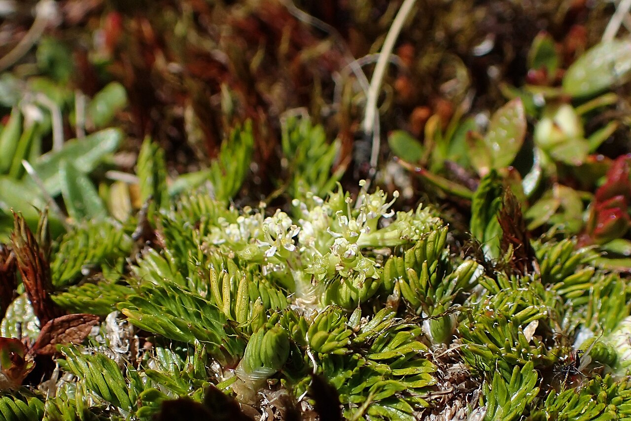 Anisotome imbricata: Anisotome imbricata var. prostrata at Lewis Top near Lewis Pass, Canterbury