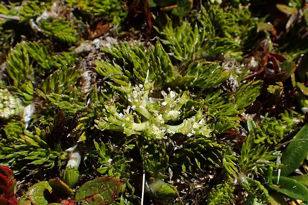 Anisotome imbricata: Anisotome imbricata var. prostrata at Lewis Top near Lewis Pass, Canterbury