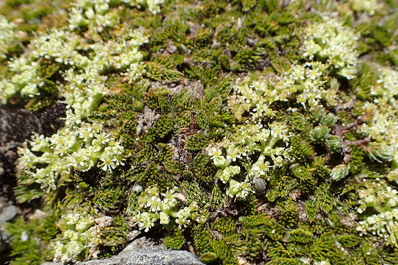 Anisotome imbricata: Anisotome imbricata var. prostrata at Lewis Top near Lewis Pass, Canterbury