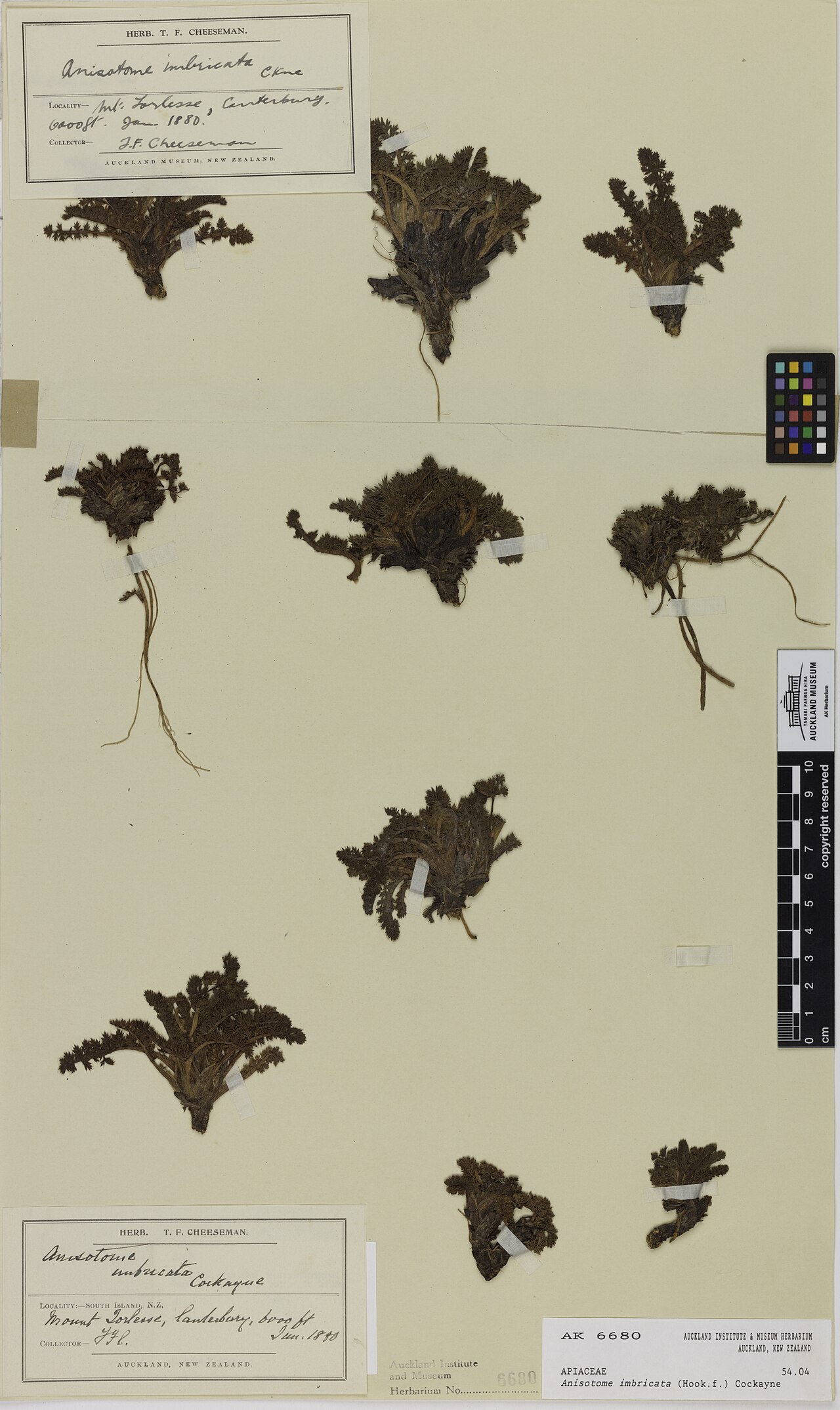 Anisotome imbricata (Anisotome imbricata)