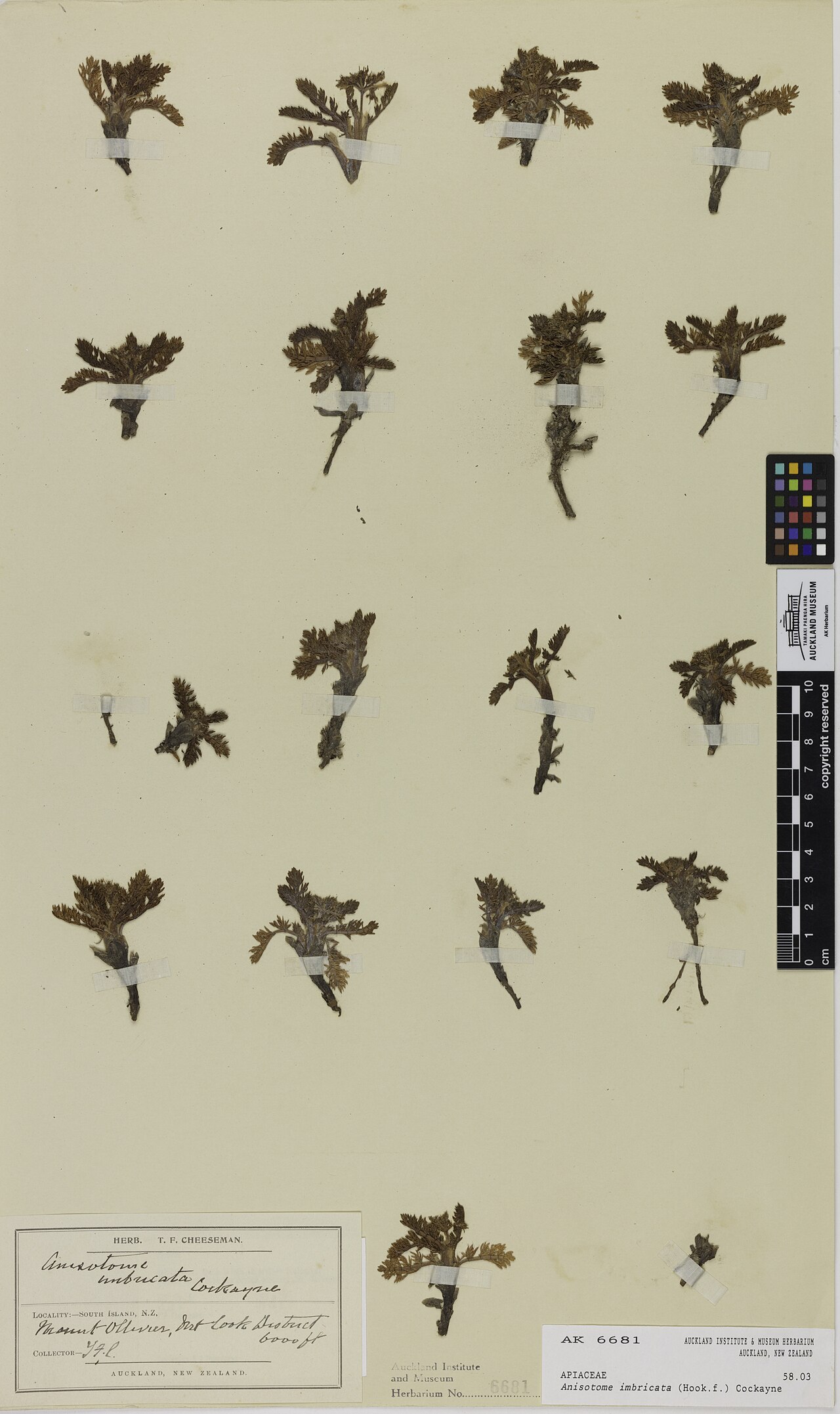 Anisotome imbricata (Anisotome imbricata)
