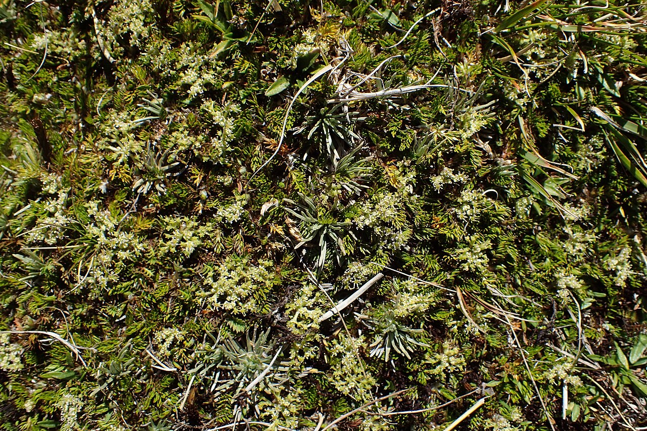 Anisotome imbricata: Anisotome imbricata var. prostrata at Lewis Top near Lewis Pass, Canterbury
