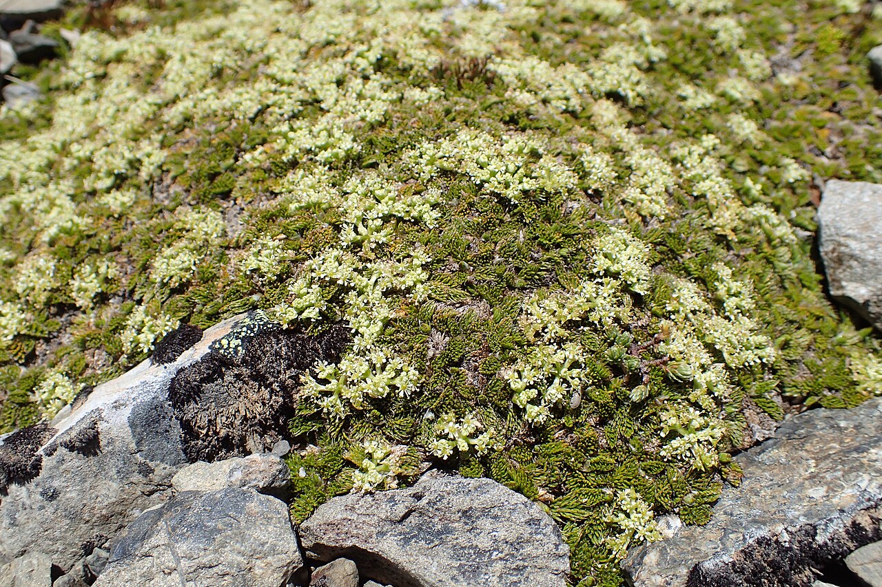 Anisotome imbricata: Anisotome imbricata var. prostrata at Lewis Top near Lewis Pass, Canterbury
