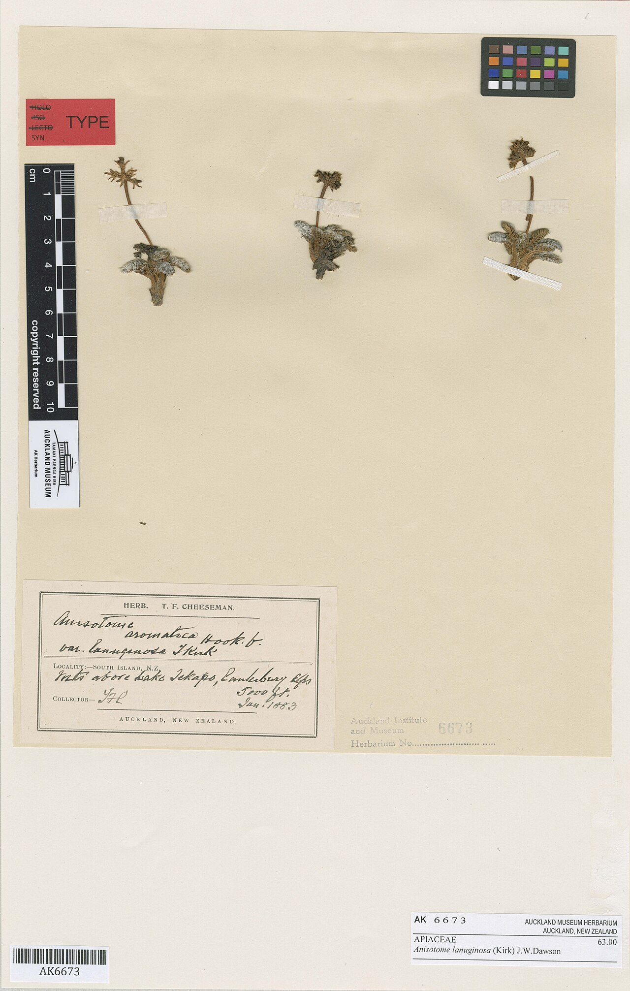 Anisotome lanuginosa (Anisotome lanuginosa)